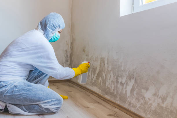 Licensed Commercial Mold Remediation service in Hopewell, VA - WQB Mold Removal